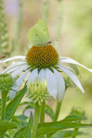 Citronfjäril på Rudbeckia